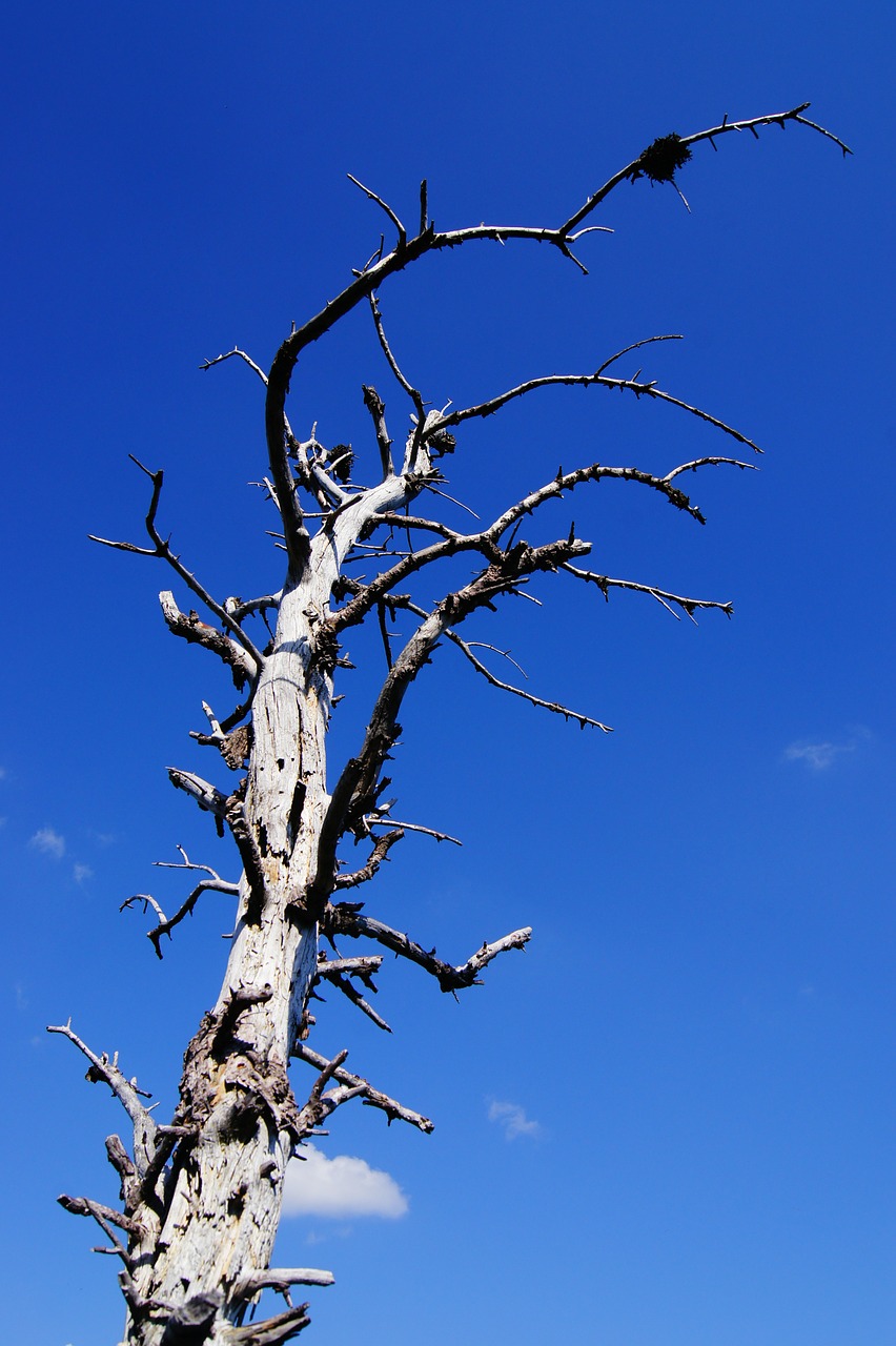 gnarled tree arid free photo