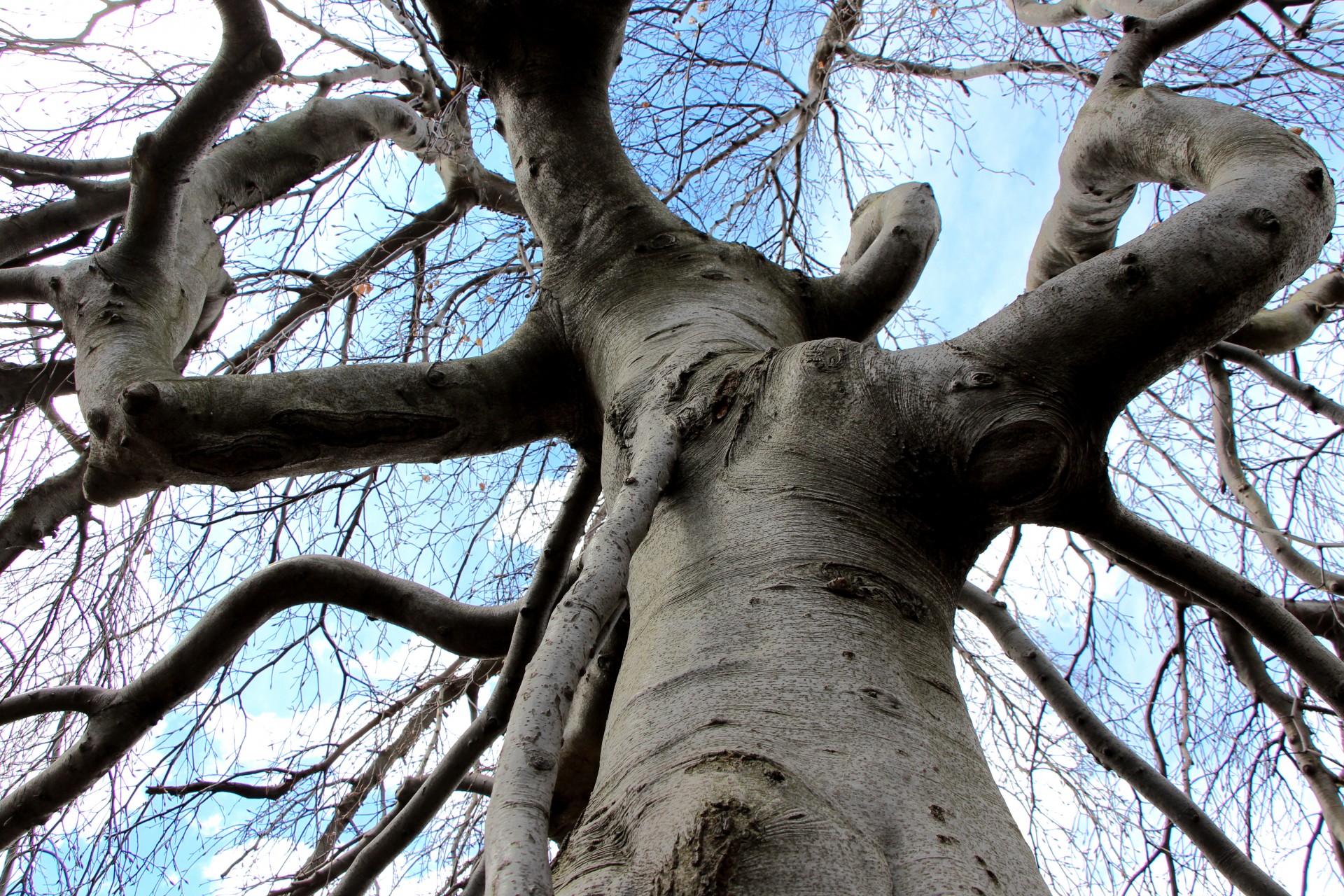 tree gnarled twisting free photo