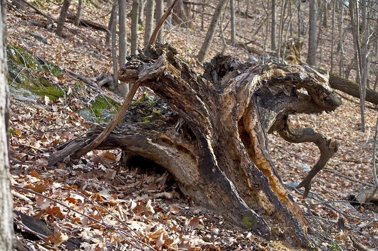 gnarly nature trunk free photo