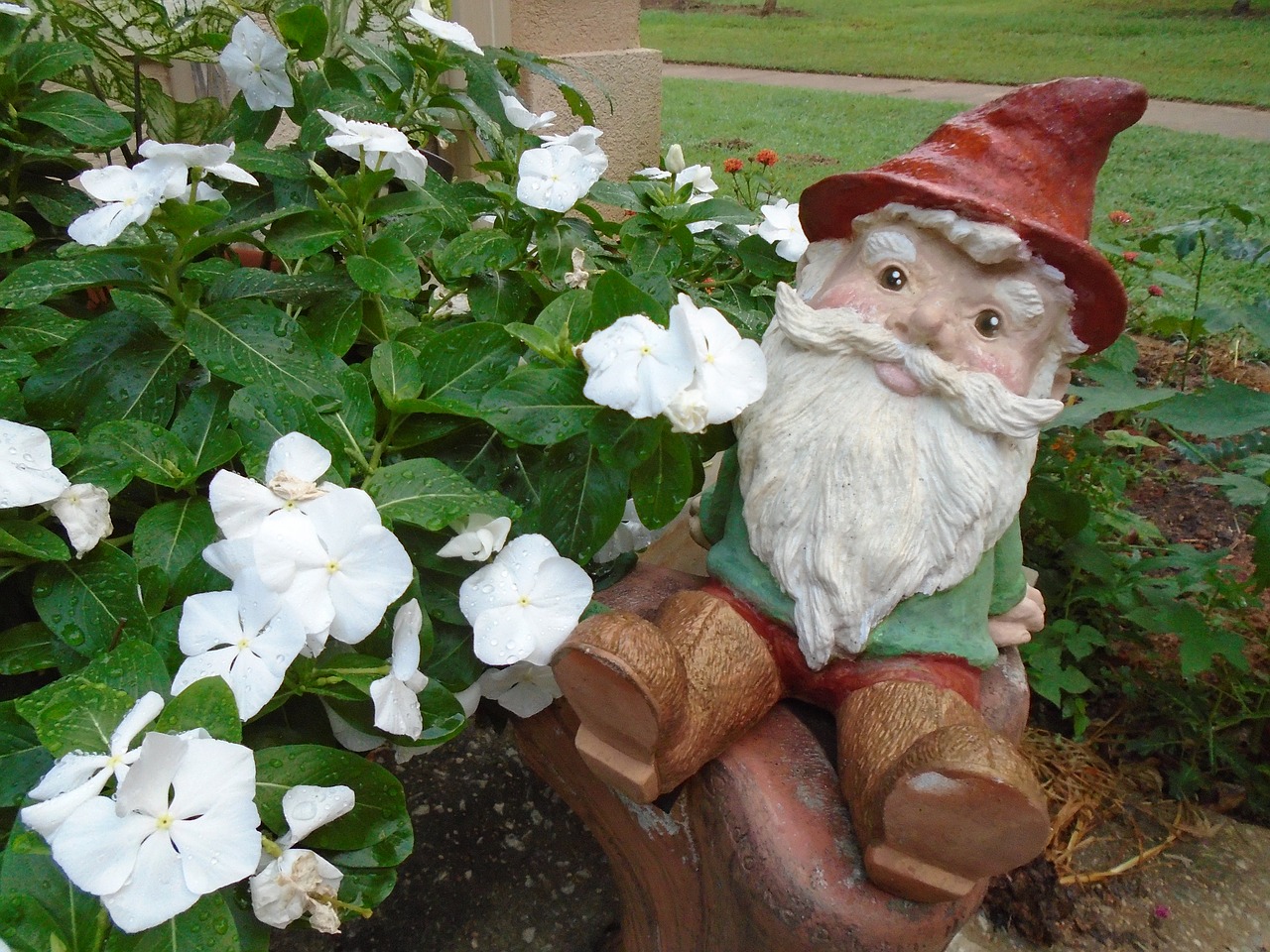 gnome flowers garden free photo