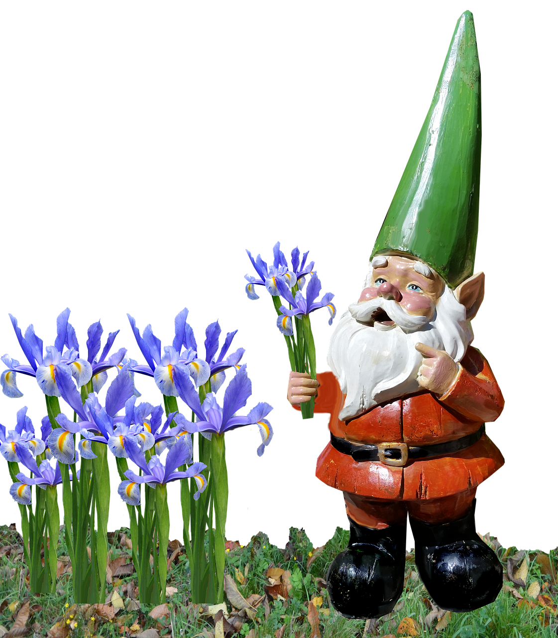 gnome iris garden free photo
