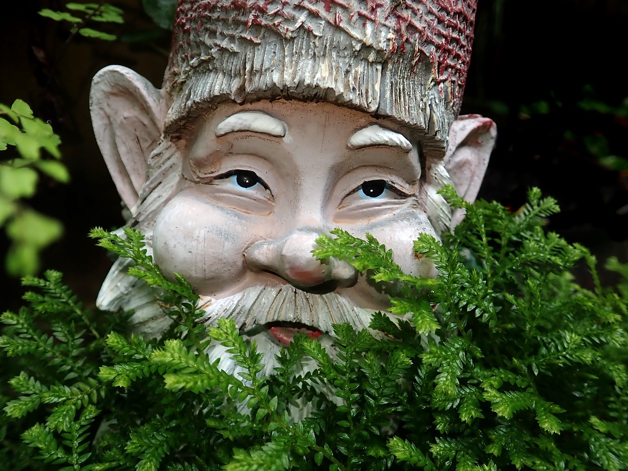 gnome  ferns  garden free photo