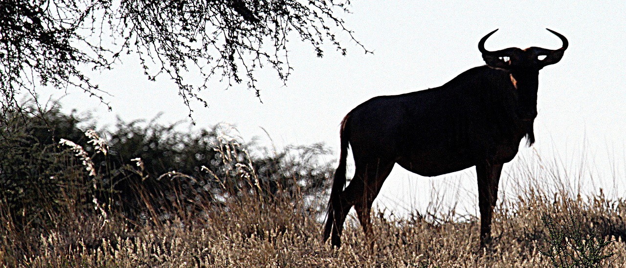 gnu kalahari namibia free photo