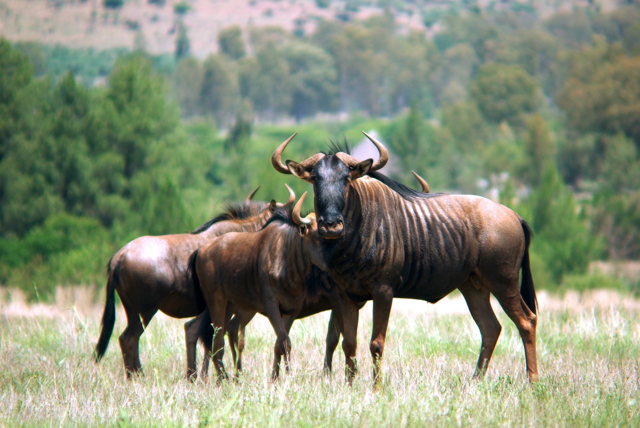 gnu wildebeest south africa free photo