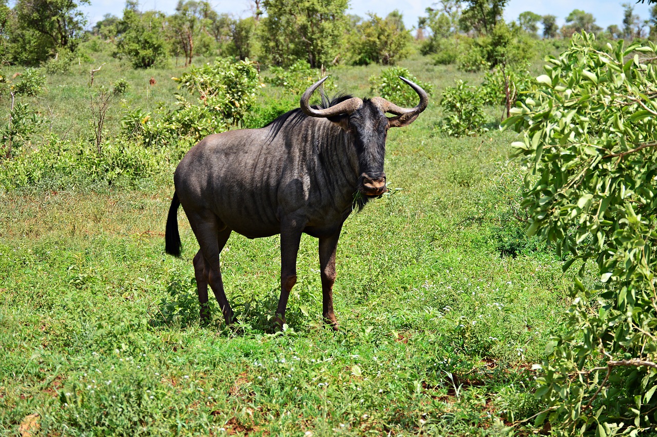 gnu blue wildebeest africa free photo