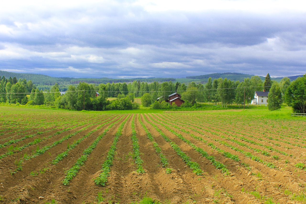 go potato hälsingland free photo