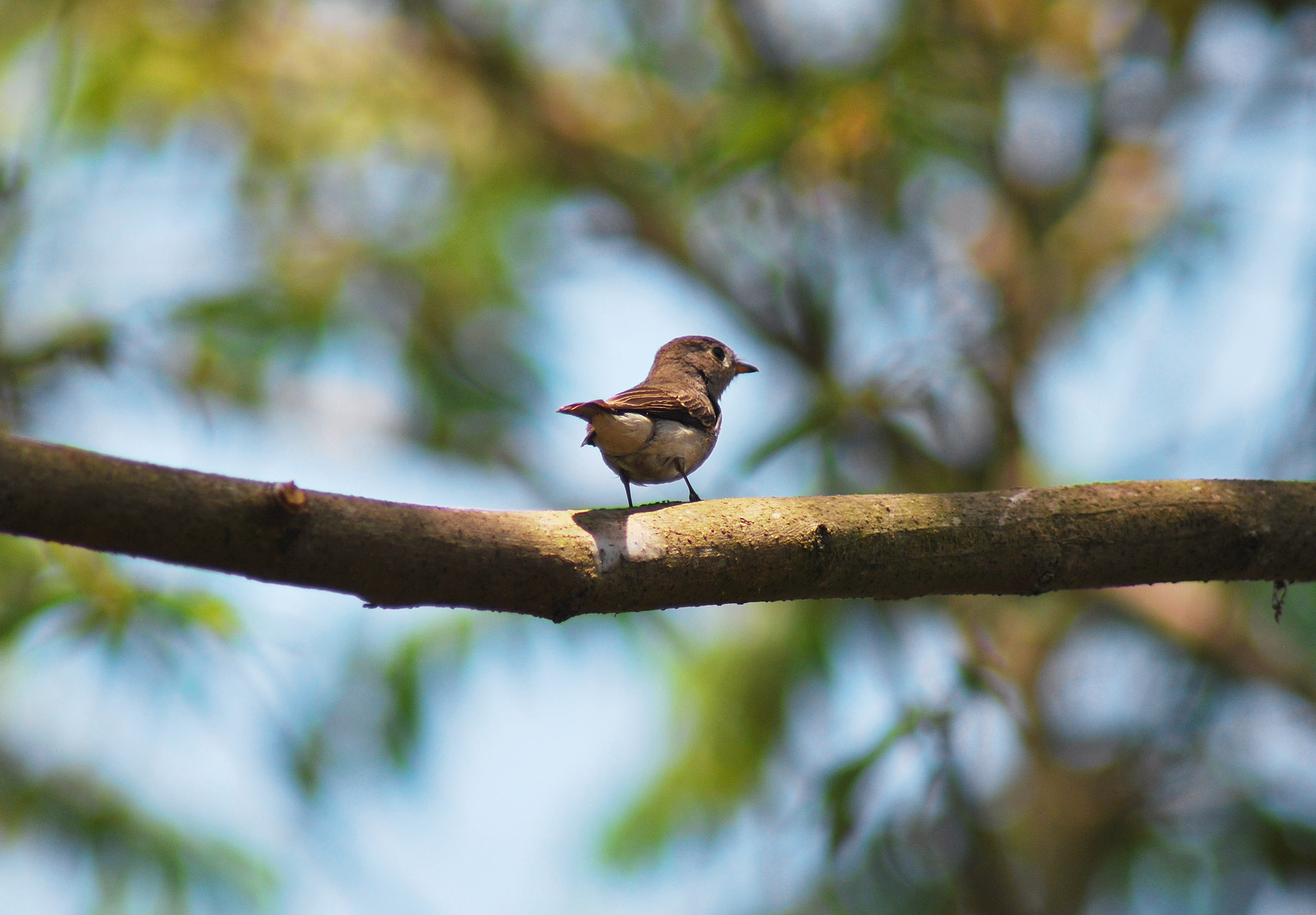 small bird goa free photo