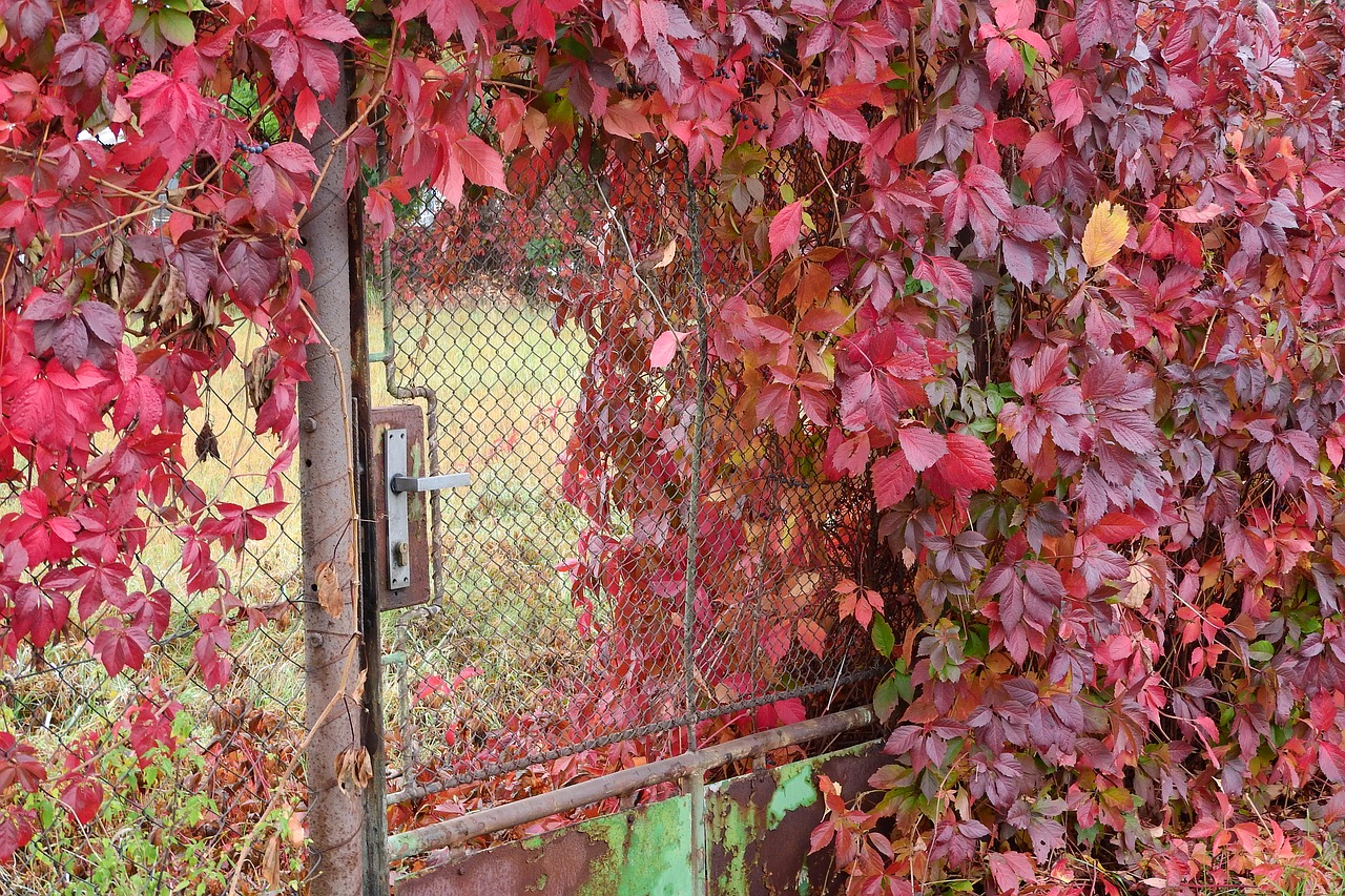 goal overgrown plot gate free photo