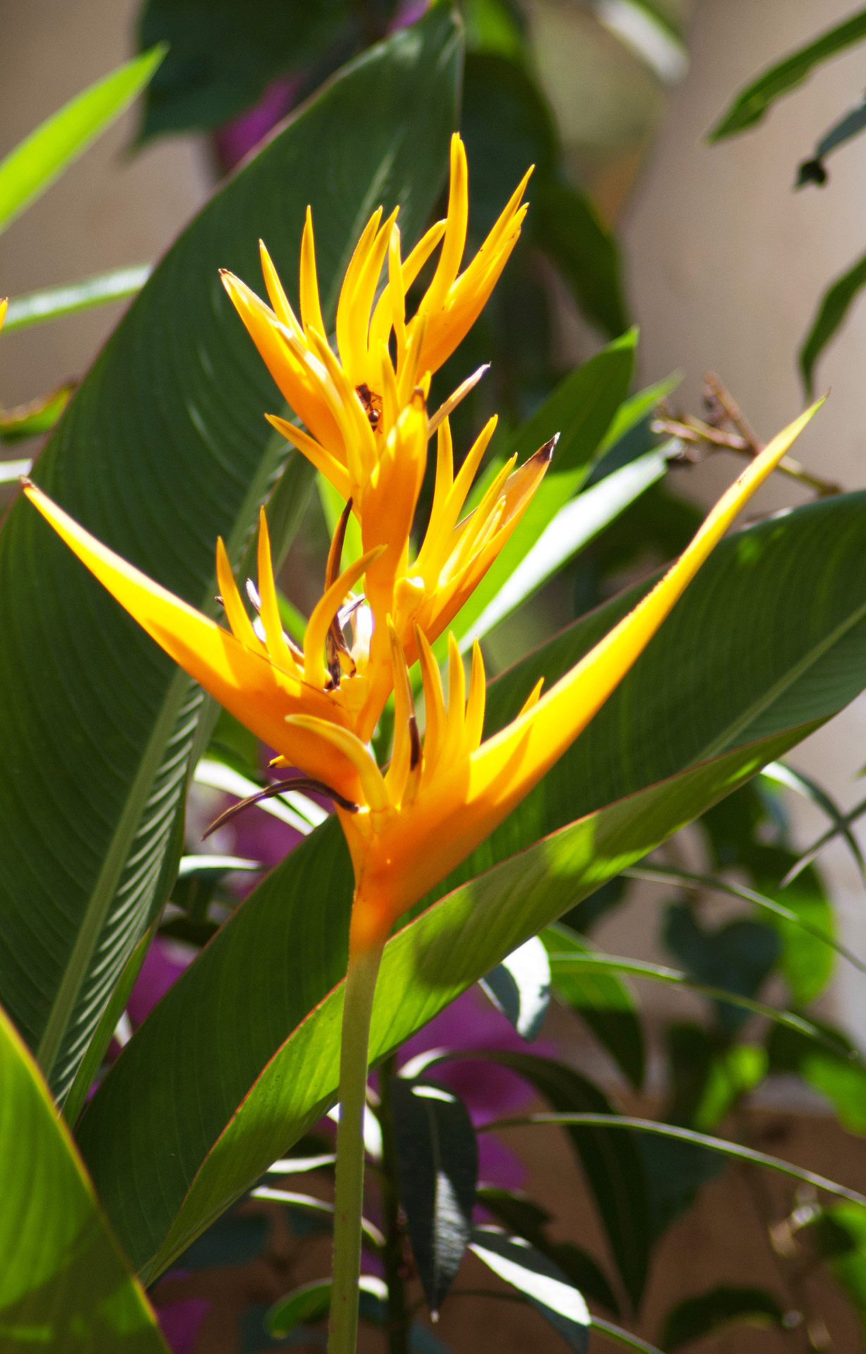 goan flowers benaulim free photo