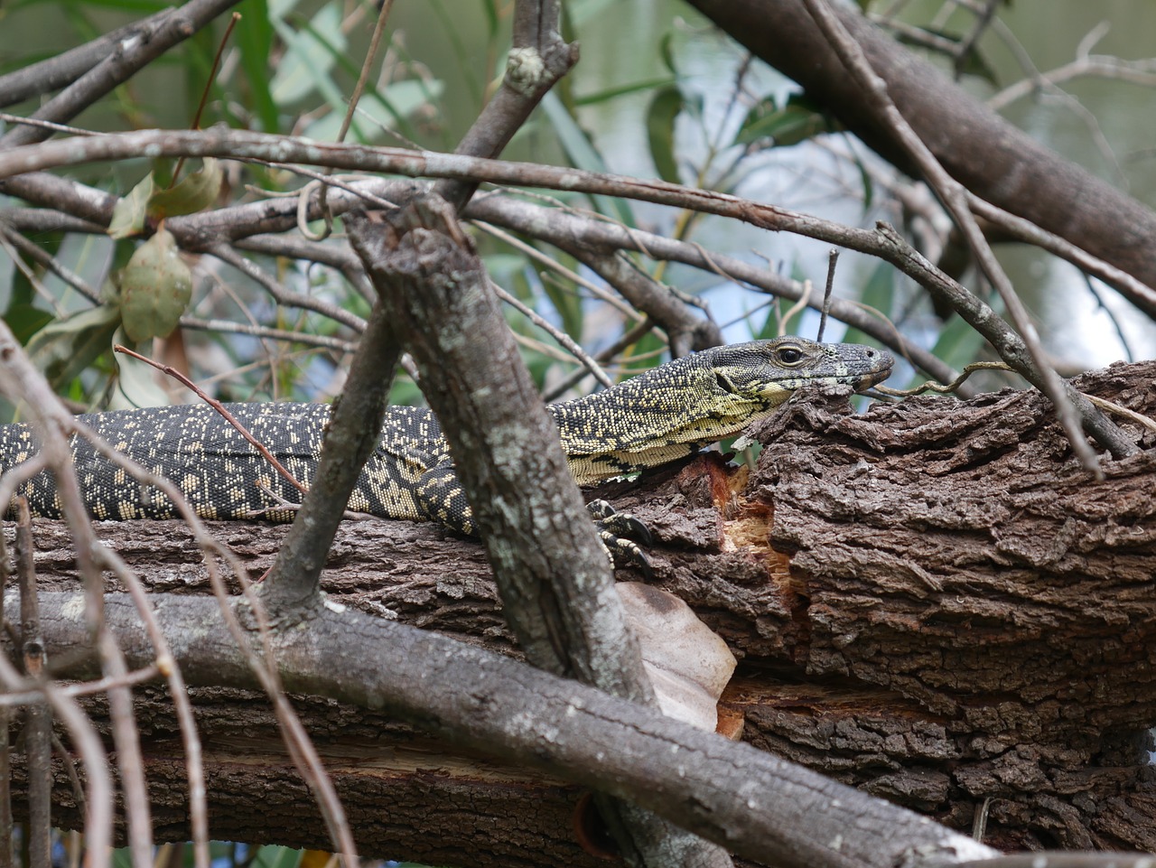 goanna  lizard  australia free photo