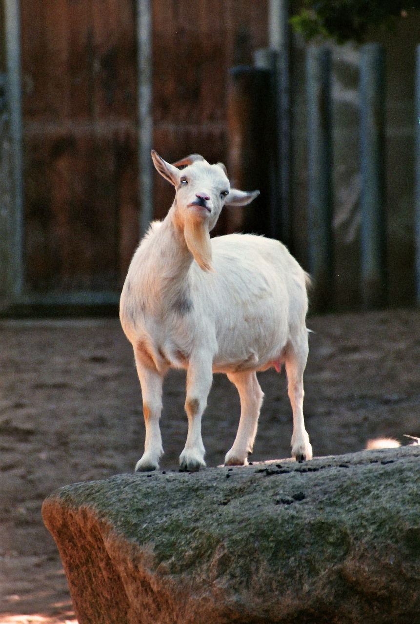 goat bart zoo free photo
