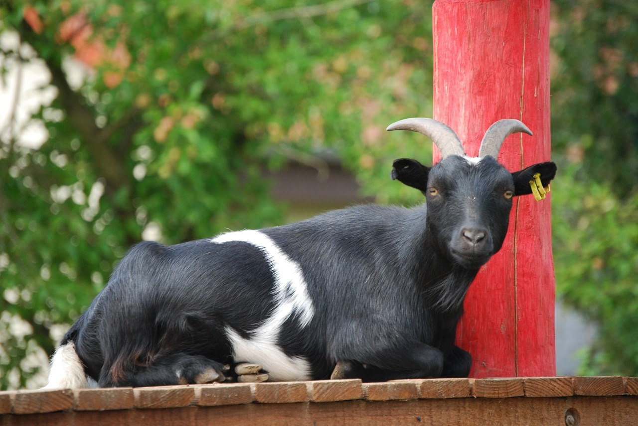 goat animal portrait zoo free photo