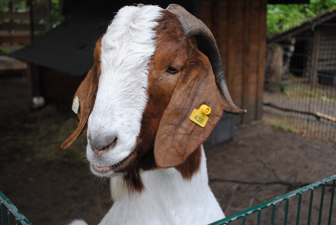 goat animal zoo free photo