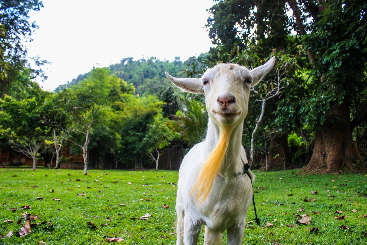 goat tree animal free photo