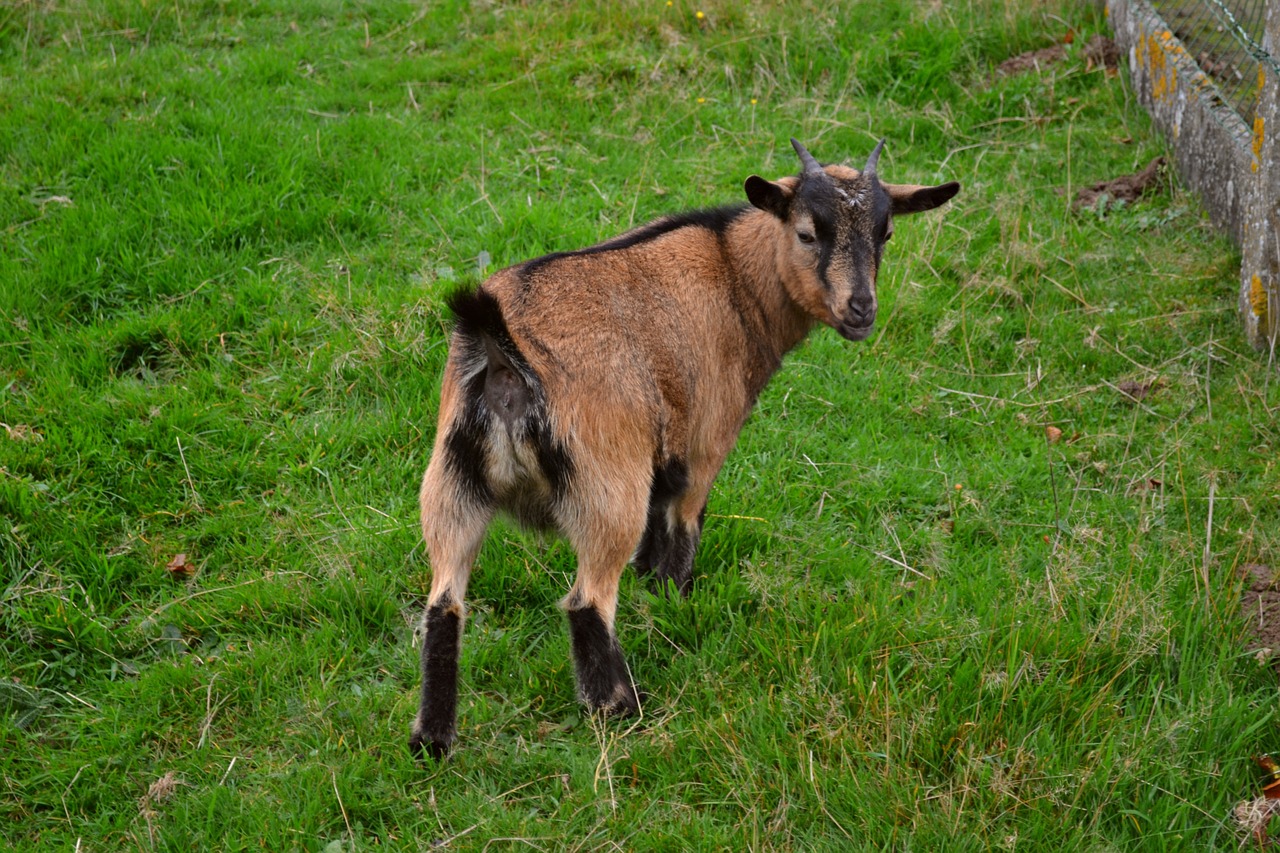 goat mammal ungulate free photo