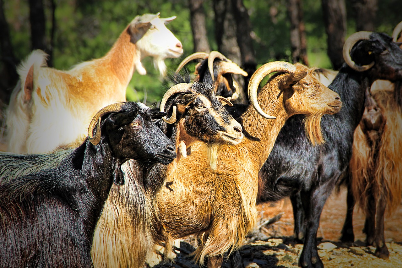 goat greece horn free photo