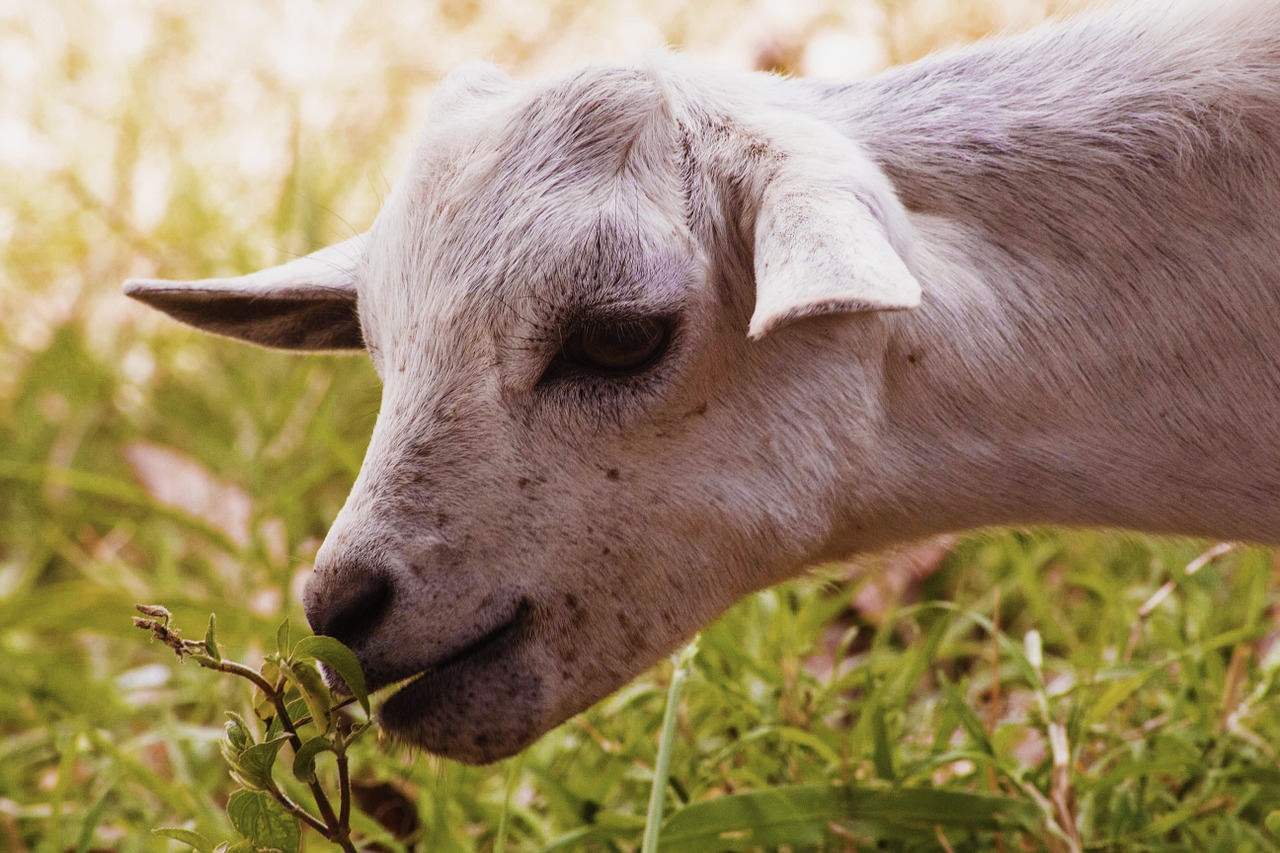 goat goat eating grass african goat free photo