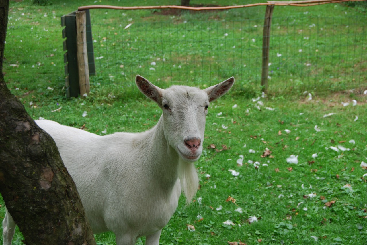 goat animal white free photo