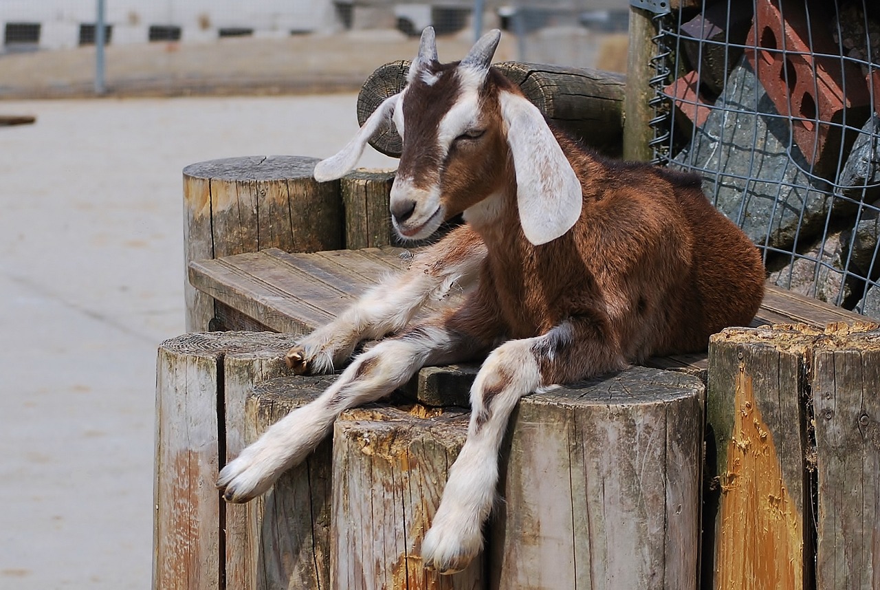 goat domestic livestock free photo