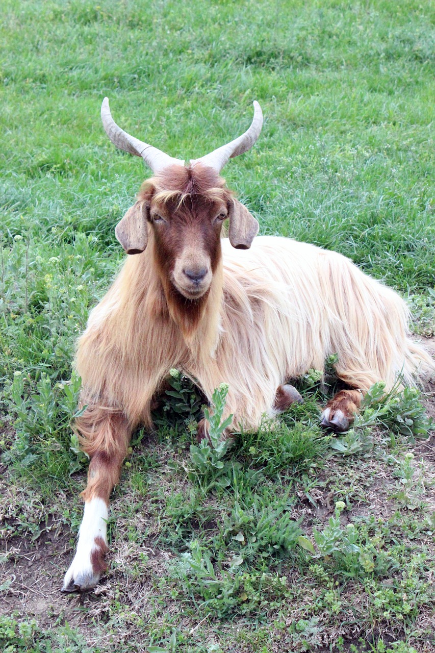 goat animals farm free photo