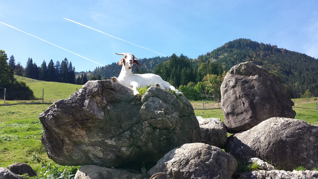 goat allgäu animal free photo