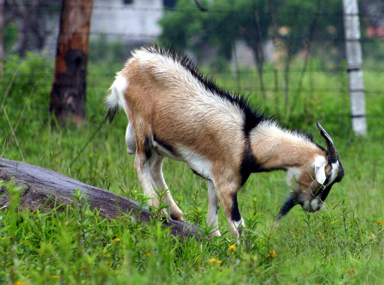 goat animal free pictures free photo