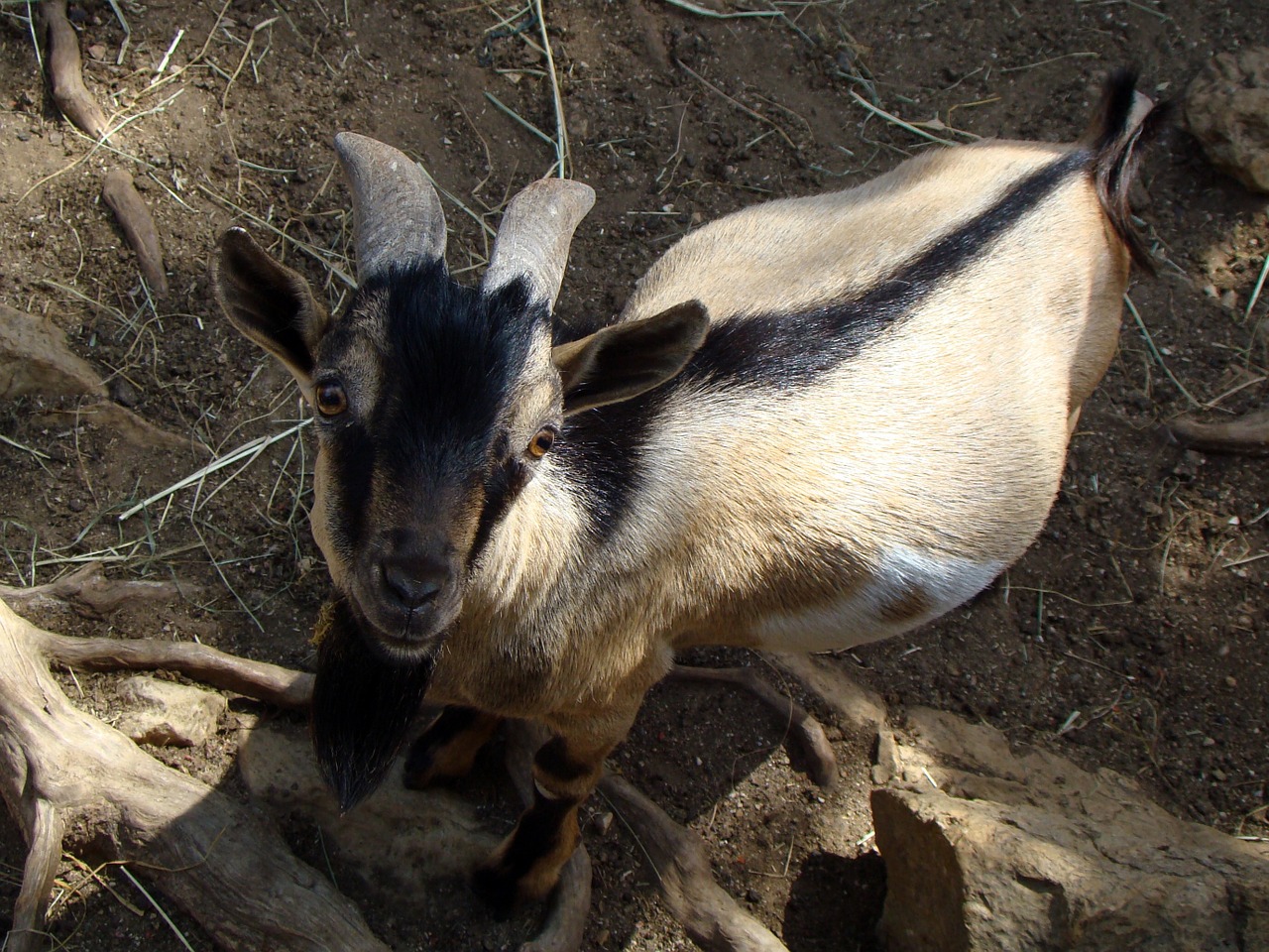 goat biquette zoo free photo