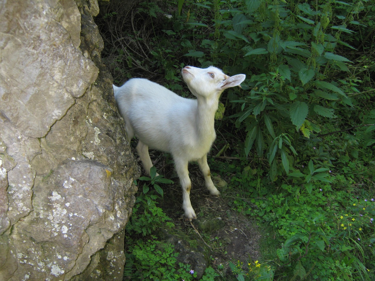 goat curiosity nature free photo