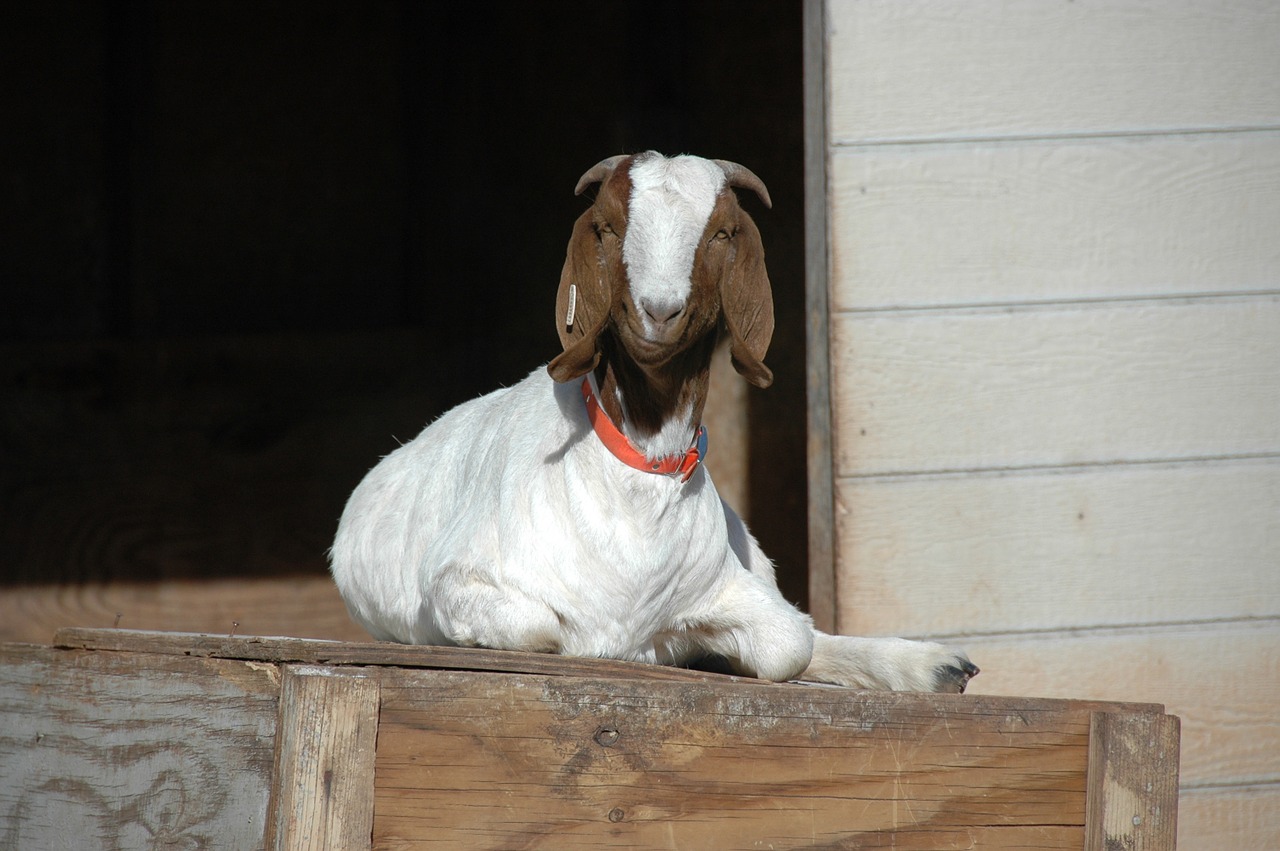 goat barnyard livestock free photo