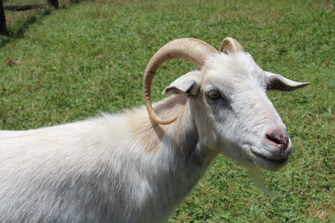 goat horns animal free photo