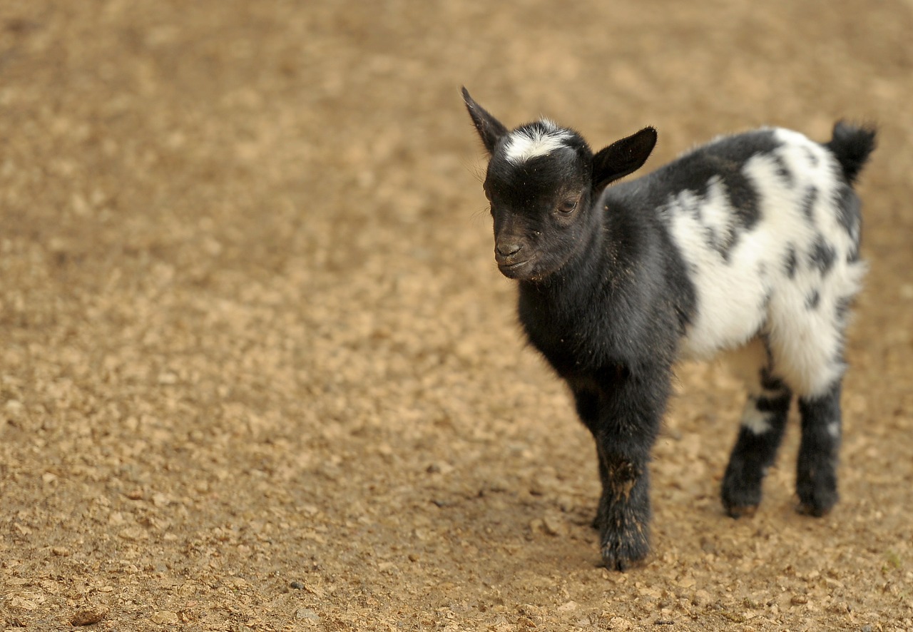 goat animal zoo free photo