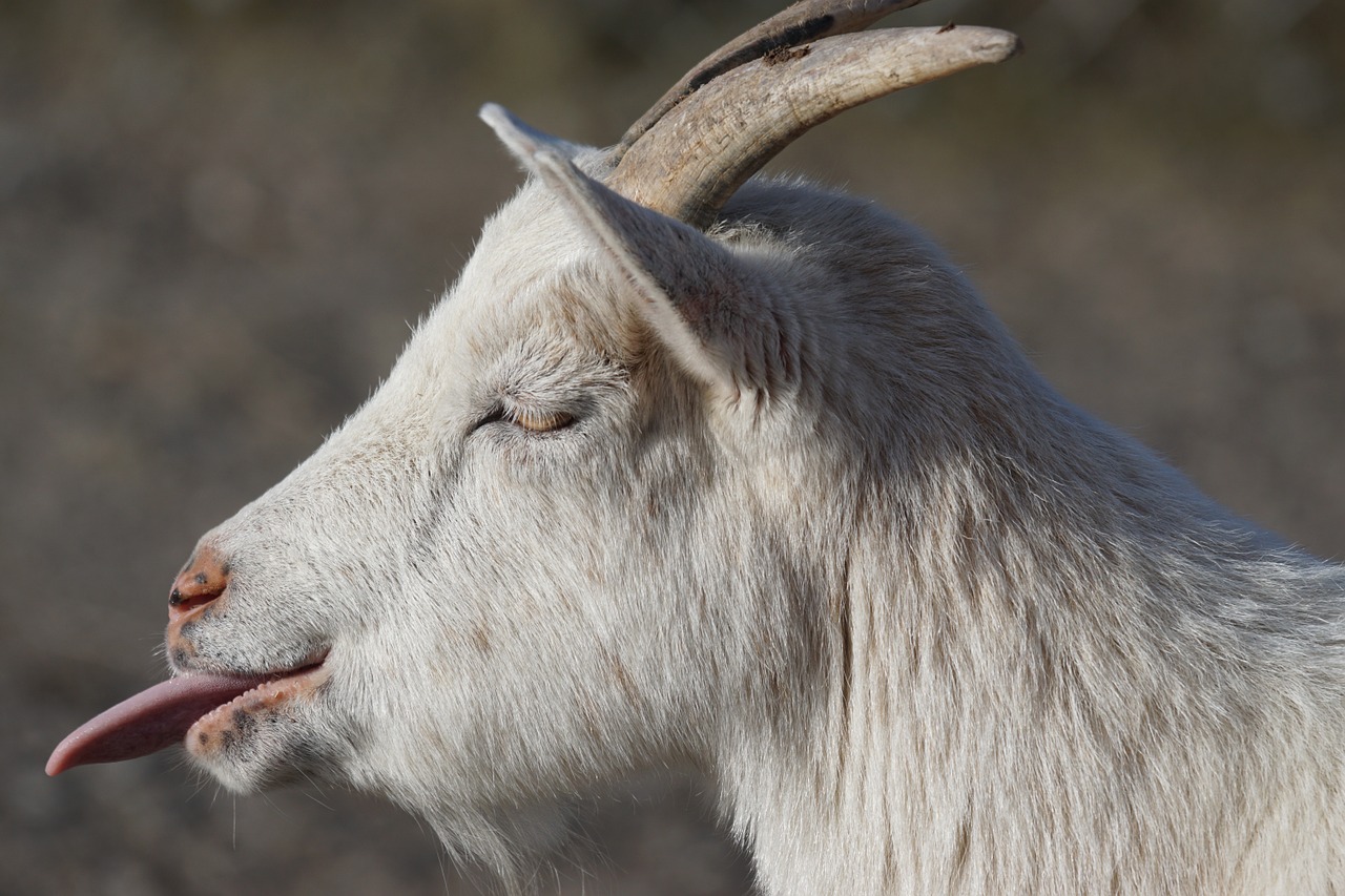 goat dwarf goat africa free photo