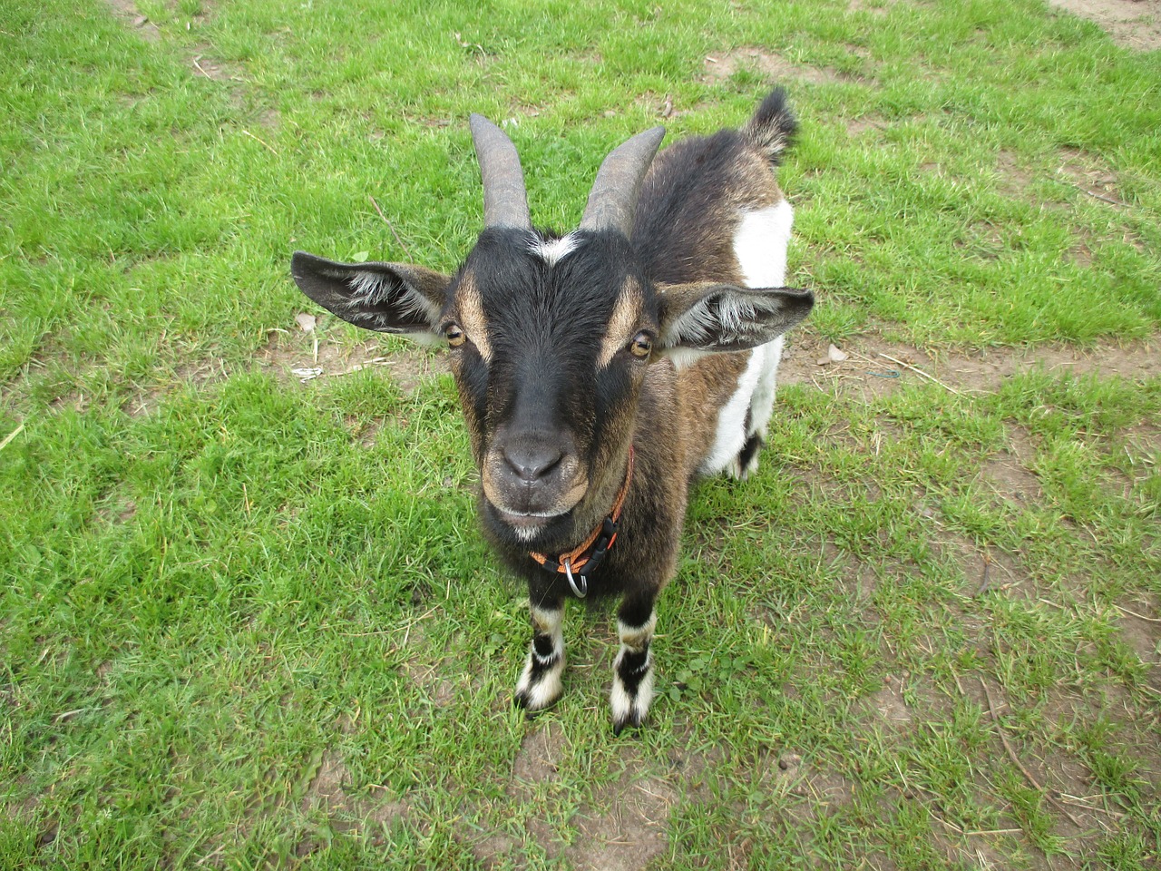 goat colorful pet free photo