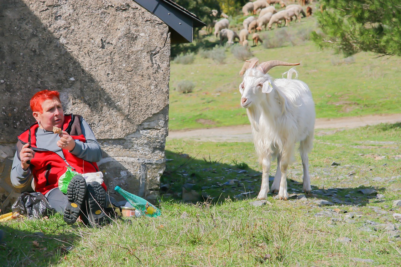 goat sheep fear free photo