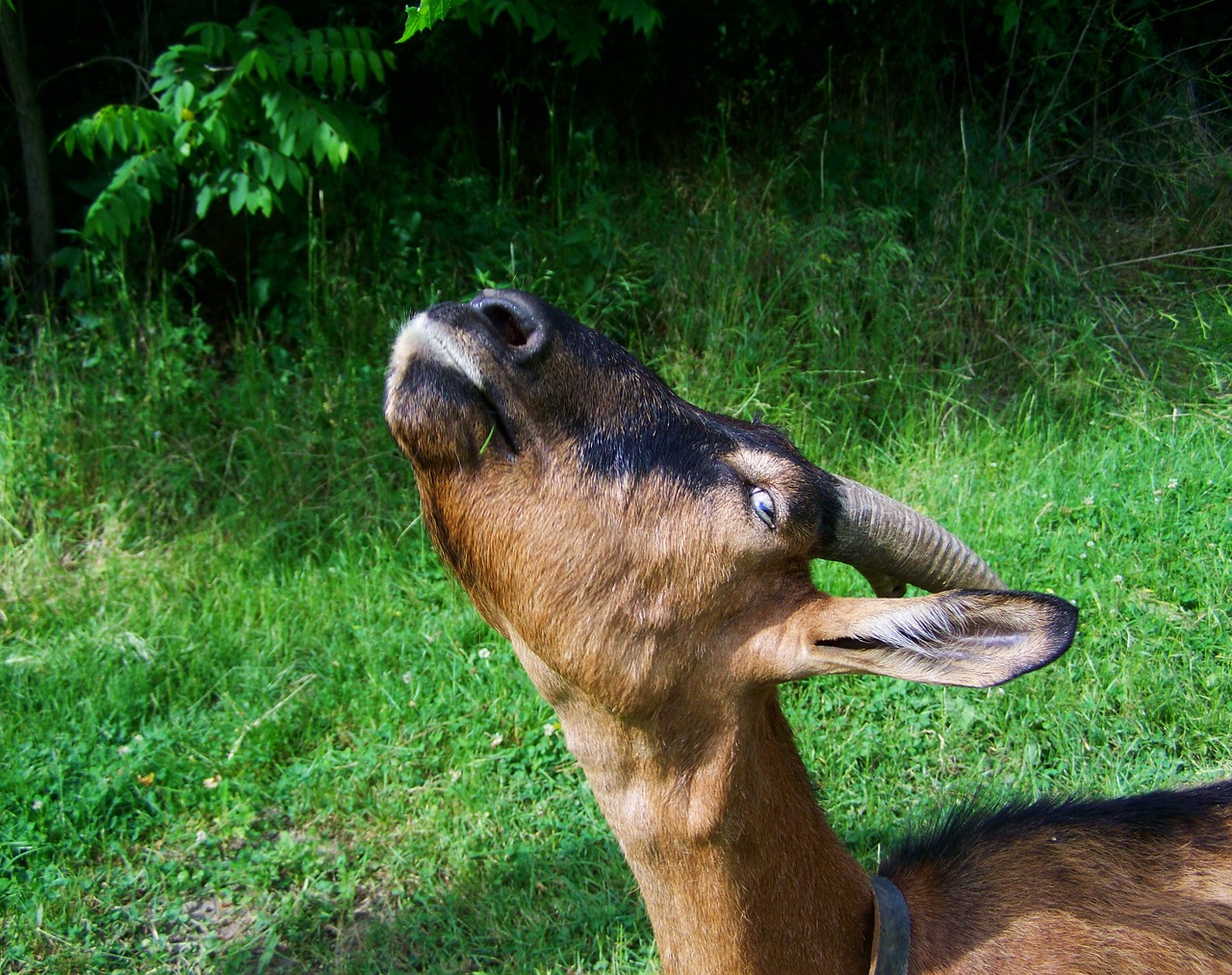 goat brown-black goat farm animals free photo