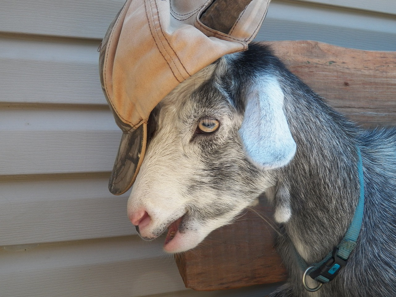 goat baseball hat collar free photo