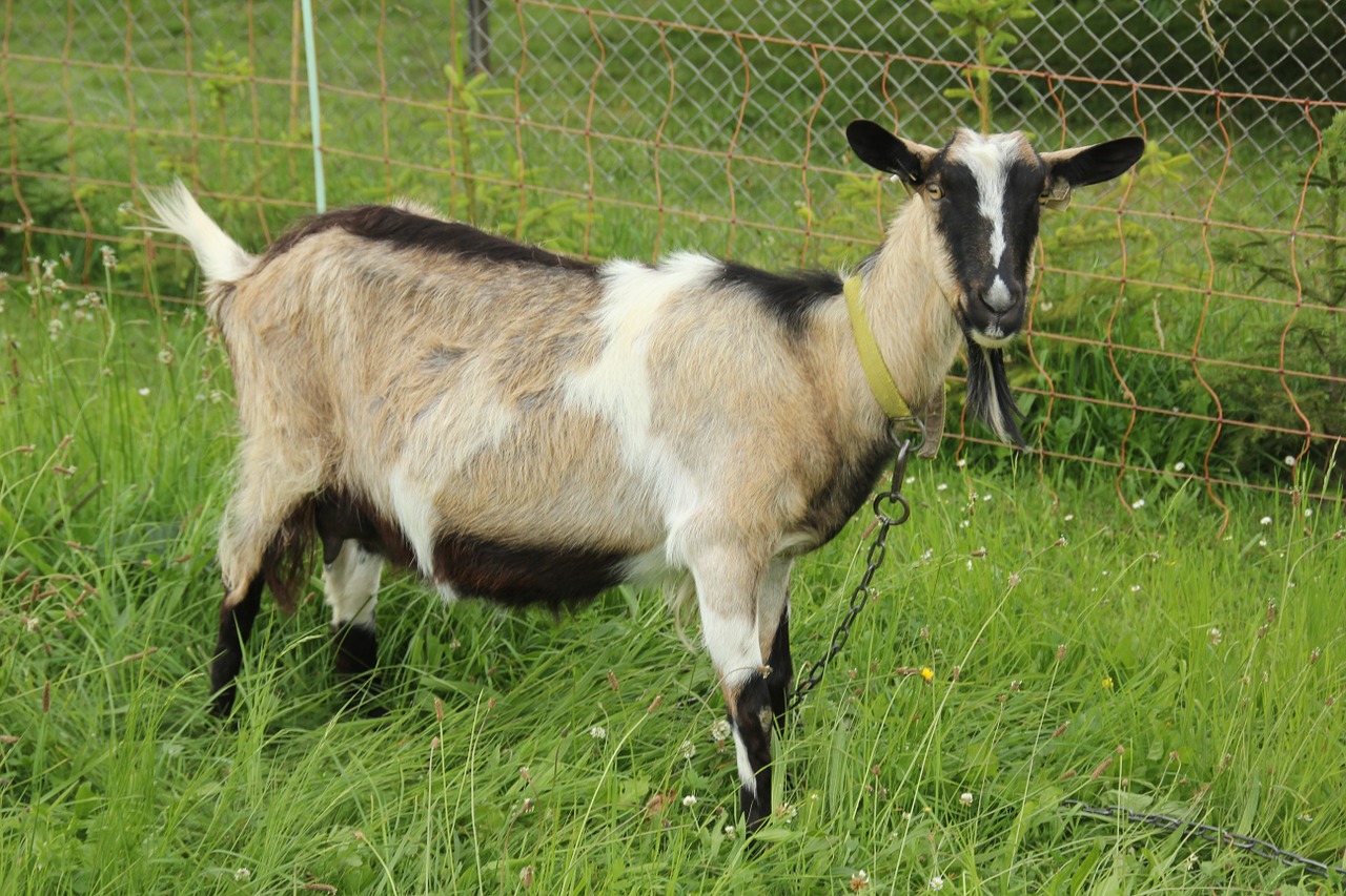 goat mammal domestic goat free photo