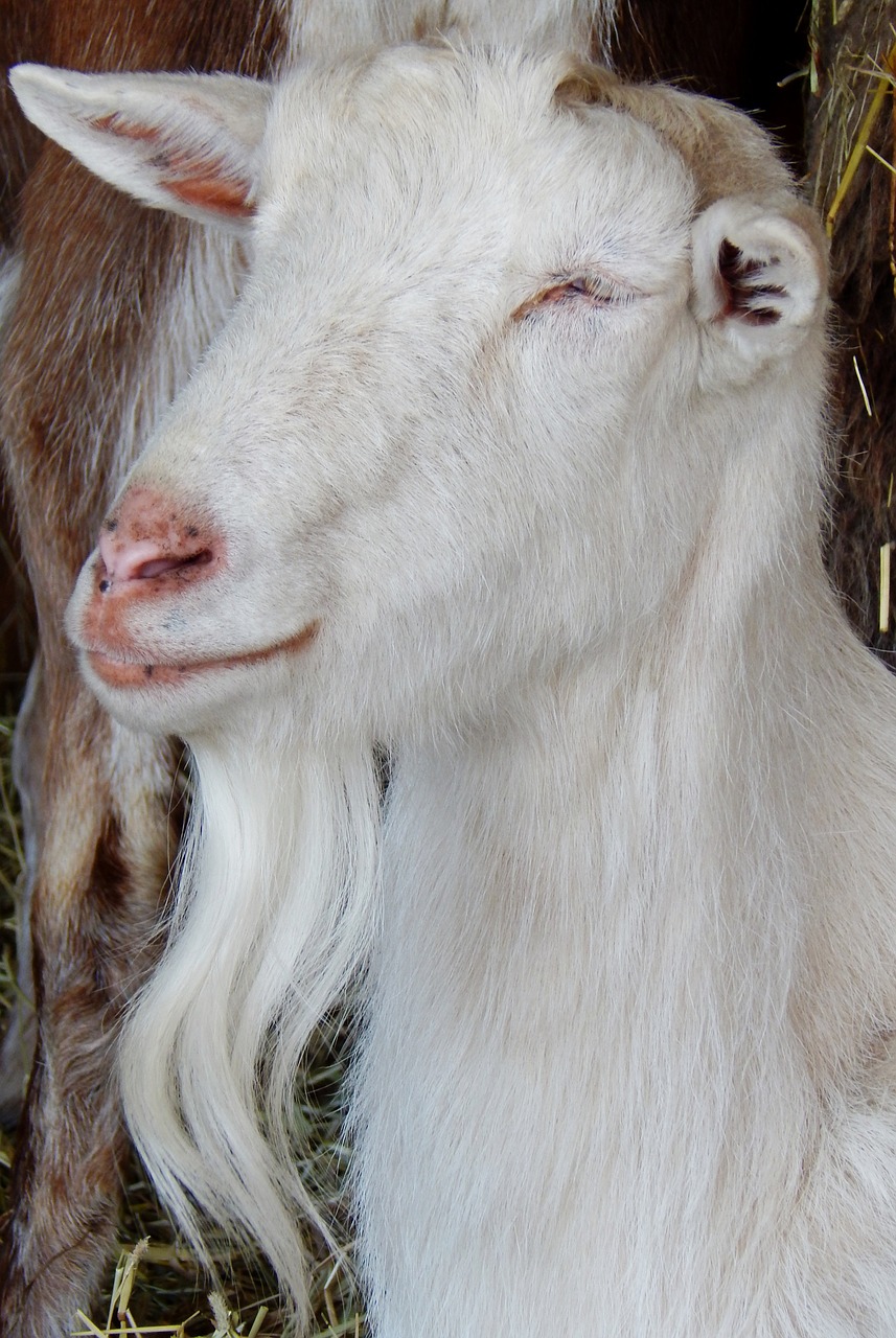 goat animal wildlife free photo