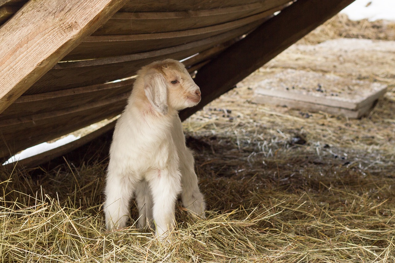 goat kid pasture free photo