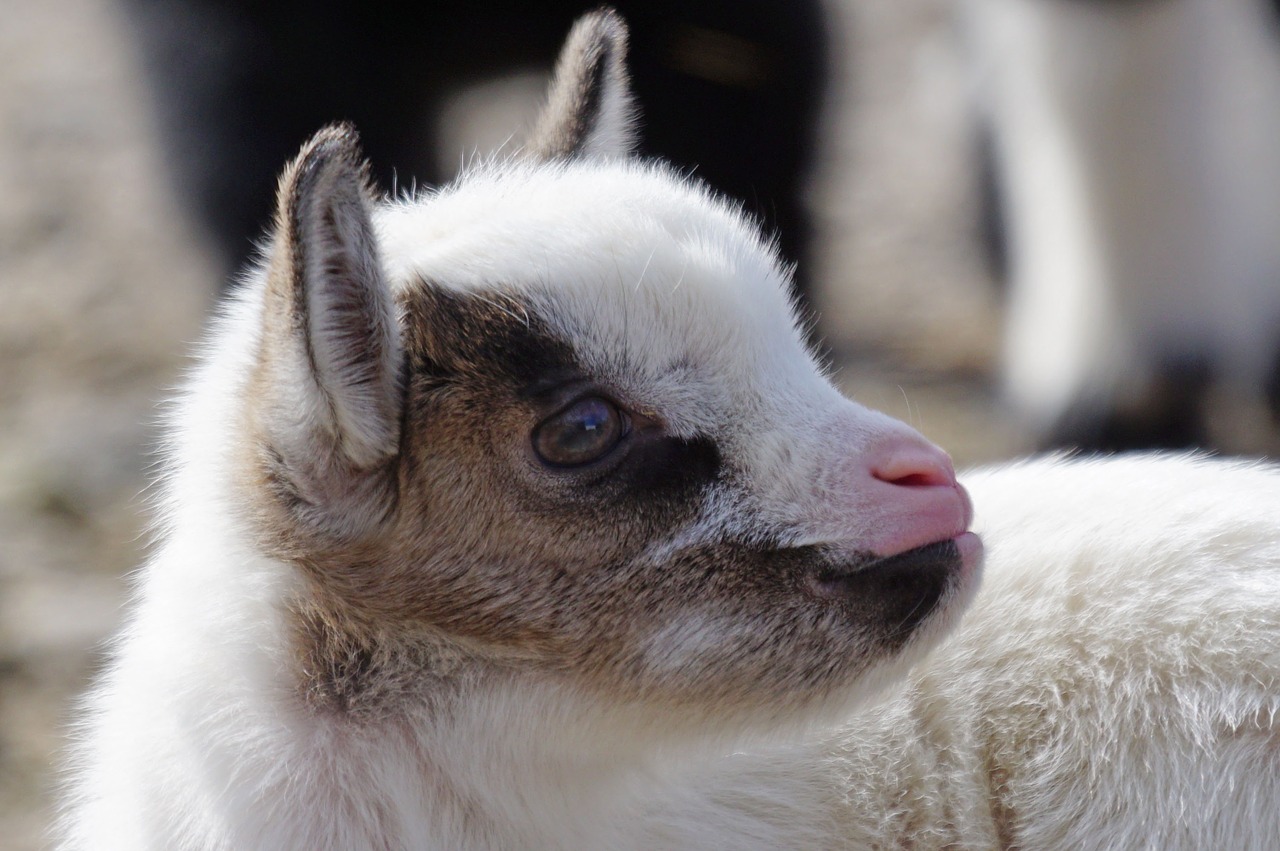 goat dwarf goat west africa free photo