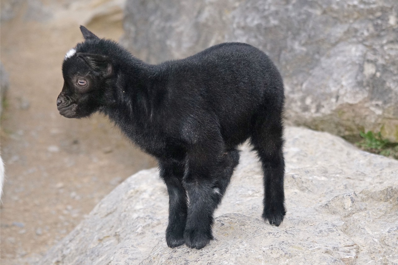 goat dwarf goat west africa free photo