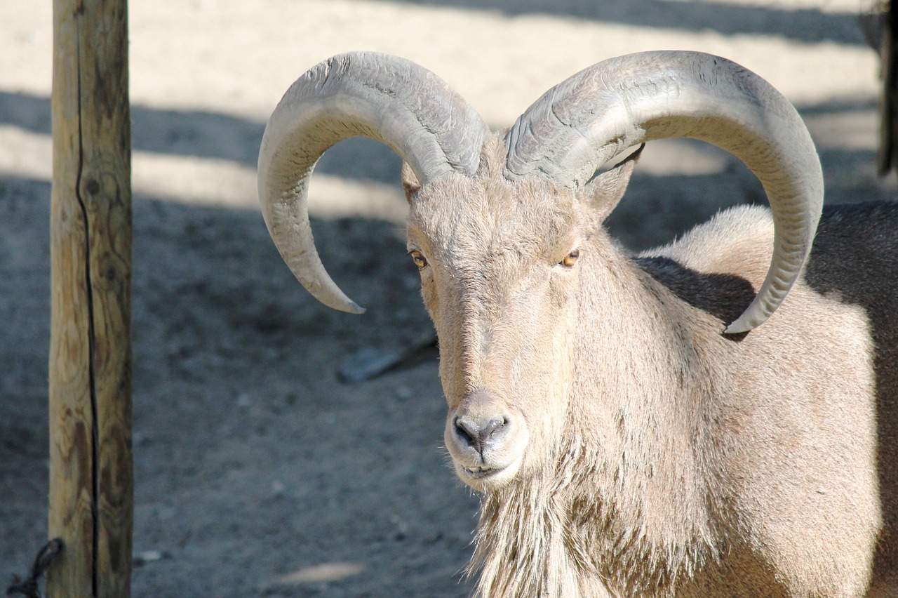 goat horn antler free photo