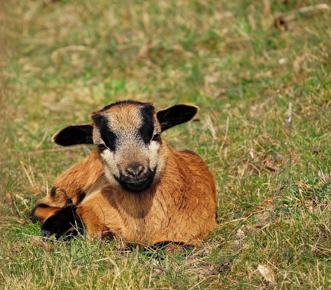 goat domestic goat kid free photo