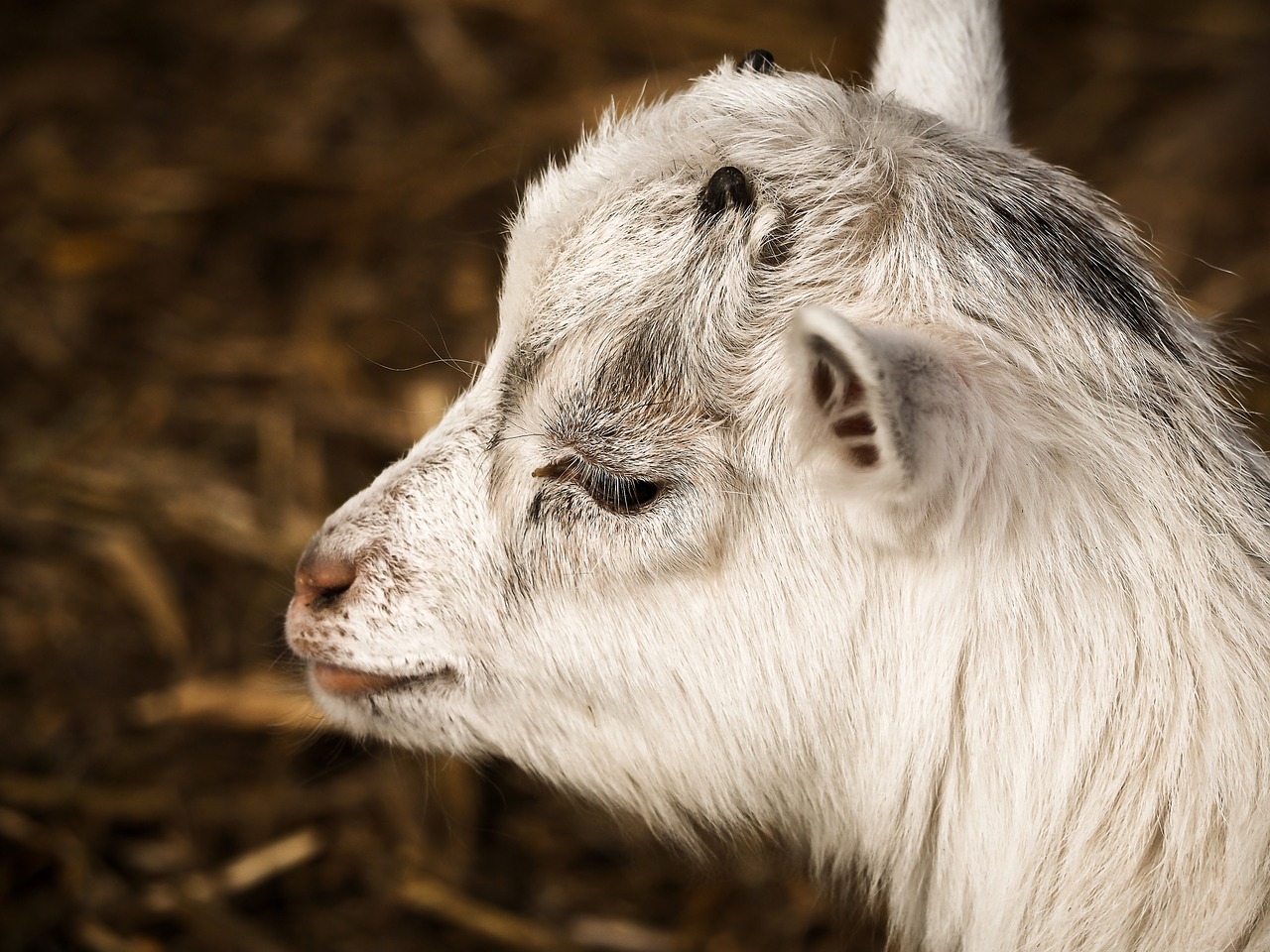 goat animal farm free photo