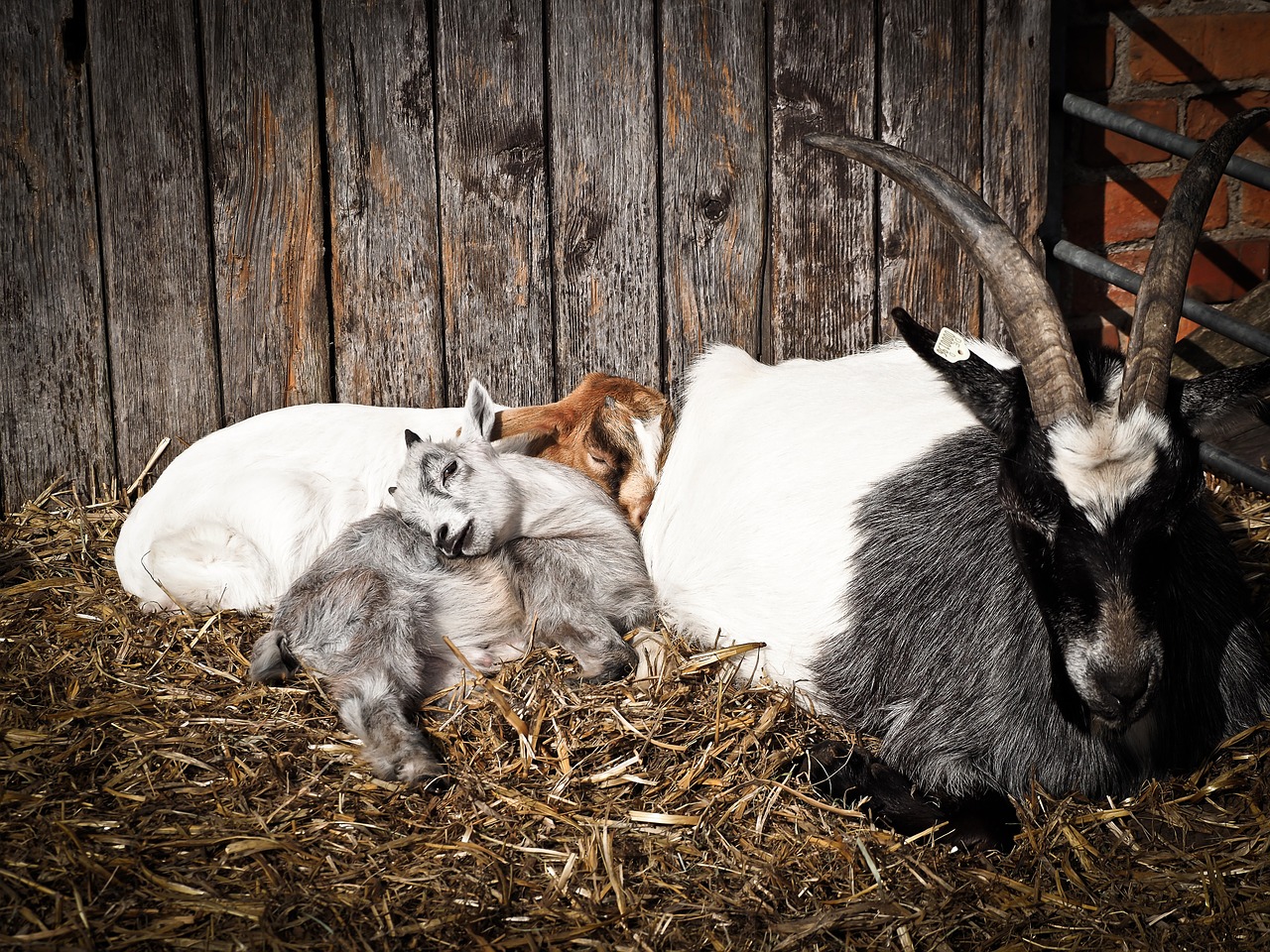 goat animal farm free photo