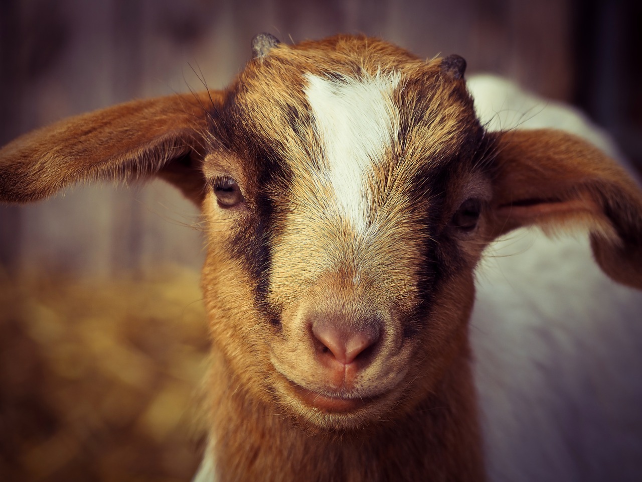 goat animal farm free photo