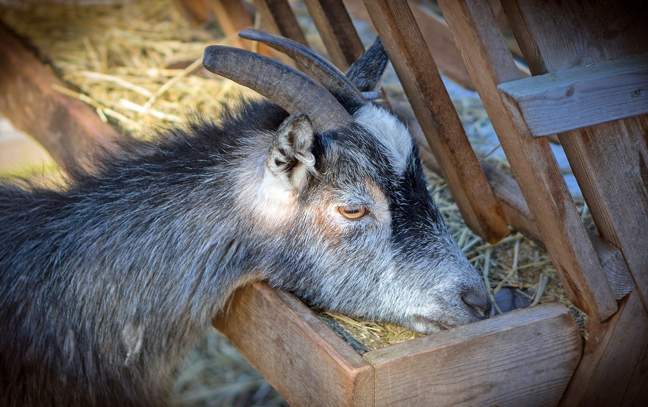 goat animal farm free photo