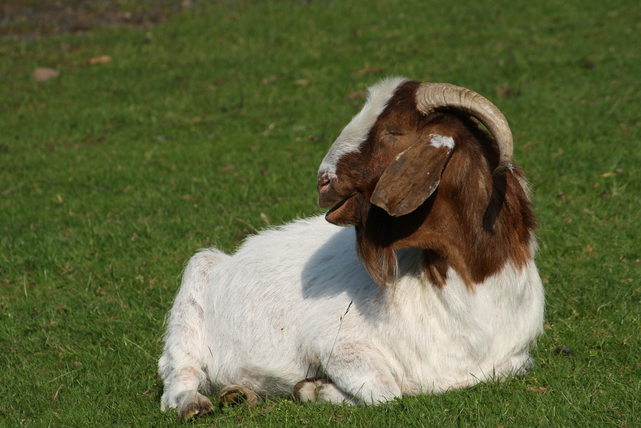 goat billy goat horns free photo
