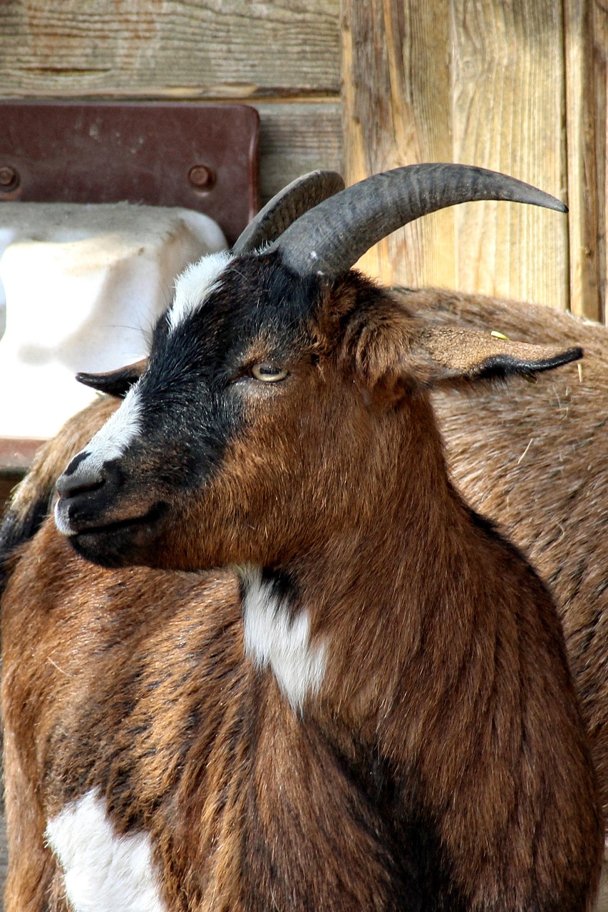 goat head horns free photo