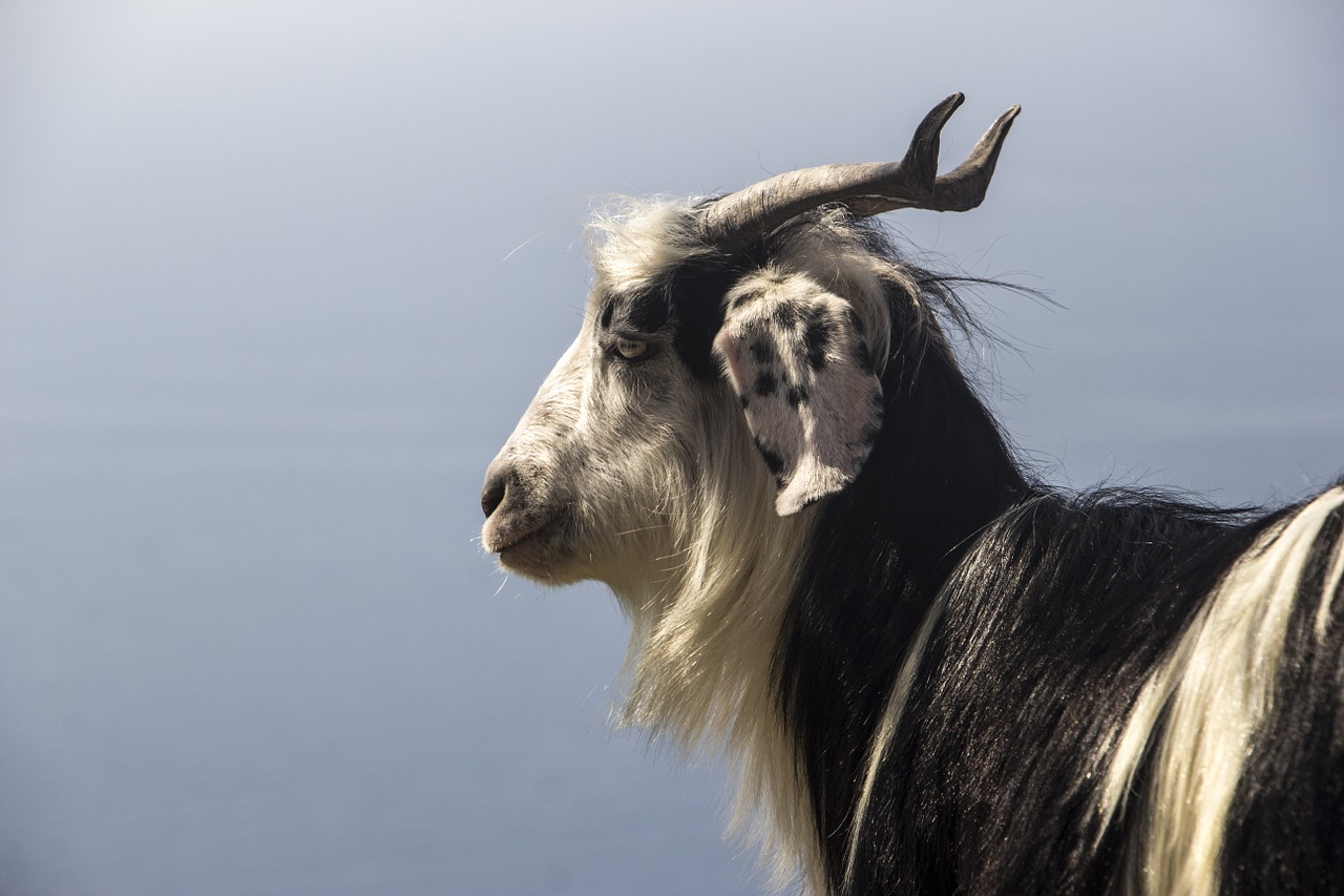 goat nature posing nature free photo